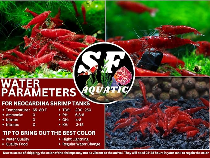 SF Aquatic™ 20 Premium Bloody Mary Neocaridna Live Freshwater Aquarium Shrimps for Aquarium. Adults Beeding Age. Live Arrival Guarantee.