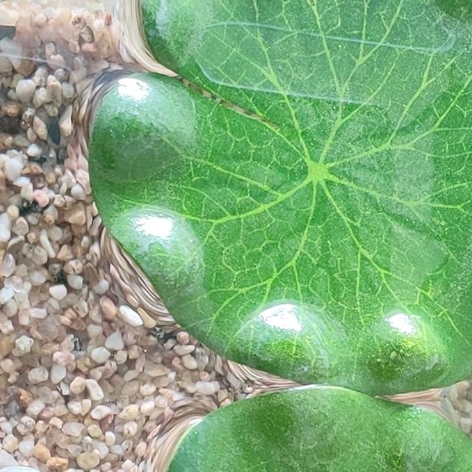 10pcs Artificial Floating Lotus Leaves Fake Aquarium Plants Realistic Fish Tank Plants Decorations Artificial Lily Pads for Ponds Garden Pool Decor 4inch and 5.9inch (Lotus Leaf)