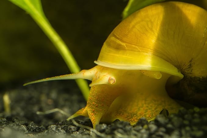 Aquatic Freshwater Snail Food Mix #2 with Calcium Snail,Shrimp & Crayfish Food (8oz)- A2