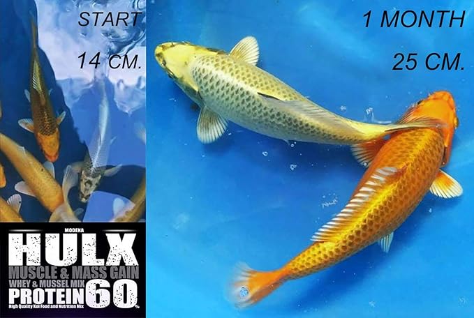 HULX Koi Fish Food Sinking Pellets for Big Muscle & Mass Weight Gain, Whey Mixed High Protein 60% Fast Growth Formula 1.3 Lb.(600 Gram.) 2mm, Healthy Nutrition Color Enhancer, Clear Water Pond Food