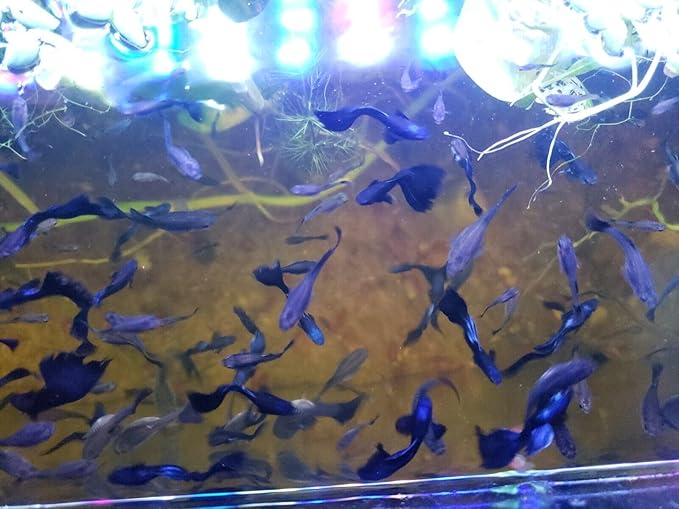 1 Duo Blue Moscow Live Guppy Fish VIP Grade A