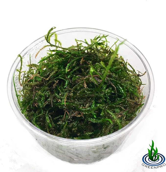 | The Aquarium Plants Package Decoration Micro Sword Anubias Amazon Sword Java Fern Moss Crypt Value Pack