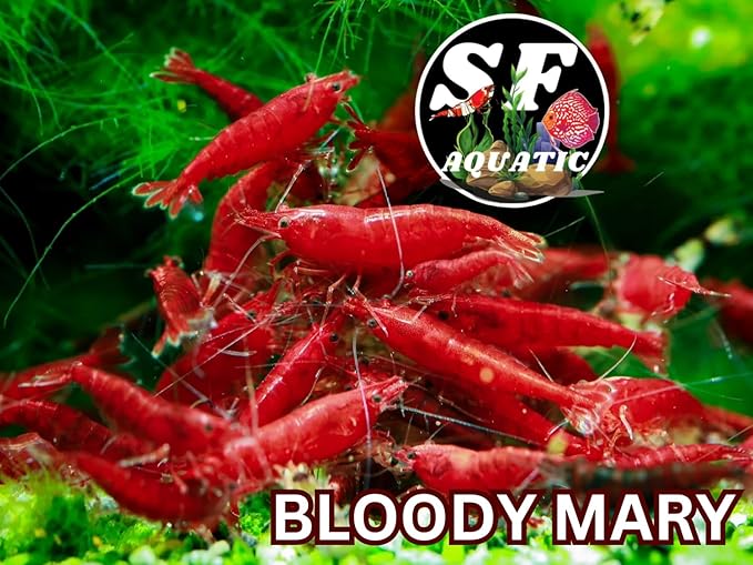 SF Aquatic™ 20 Premium Bloody Mary Neocaridna Live Freshwater Aquarium Shrimps for Aquarium. Adults Beeding Age. Live Arrival Guarantee.