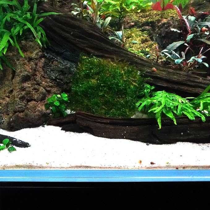 LINLAN 9 Pieces 3.1X3.1in (8X8cm) Aquarium Moss Mesh, 304 Stainless Steel Aquatic Moss Wall, Easy to Cut, for Fixing and Propagating Aquatic Mosses, DIY Aquarium Filtration, and Aquascaping