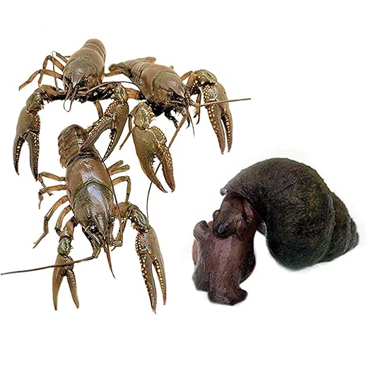 Toledo Goldfish Live Crayfish and Trapdoor Snail Combo, Live Ornamental Species Perfect for Ponds, Tanks or Aquariums - 2 of Each, 4 Total Count