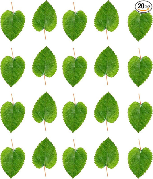 Awesome Aquatic Mulberry Shrimp Leaves Natural Botanical Leaf Food Organic Treat Aquarium Fish Shrimp Terrarium High Protein Vitamin Mineral Fiber Healthy Habitat Environment (Mulberry 20 pk)