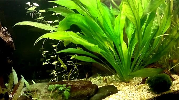 Amazon Sword - Echinodorus Bleheri x3 Plants - Live Aquarium Plant