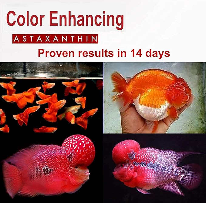 HULX Astaxanthin Red Color Enhancing Powder All Type Fishes Tropical Fish Goldfish KOI Baby Fry Fish Guppy Betta Small Fish Use Mix Fish Food Granular Flake Sinking Floating Pellets 0.06 Lb. (30 g.)