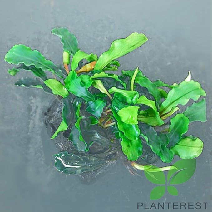 Bucephalandra 'Wavy Green' Nano On Wood Loose Background Easy Live Aquarium Plant Decorations