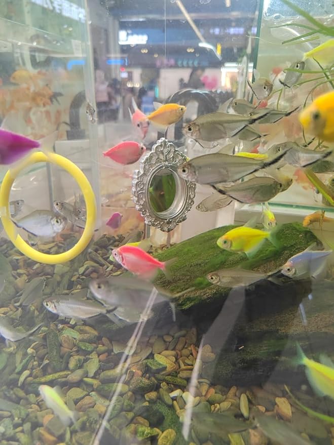 Betta Fish Enrichment Toys Ring and Mirror Floating Exercise Mirrors and Training Ring Floating Mirrors Aquarium with Feeding Rings Aquarium Accessories with Suction-Cup (Yellow)