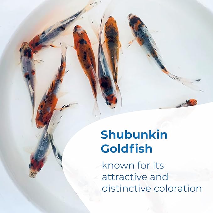 Toledo Goldfish Shubunkin Goldfish: Live Blue Calico Colored Goldfish with a Variety of Patterns - Perfect for Stocking Ponds, Aquariums, or Tanks - 5-6 Inches, 50 Count