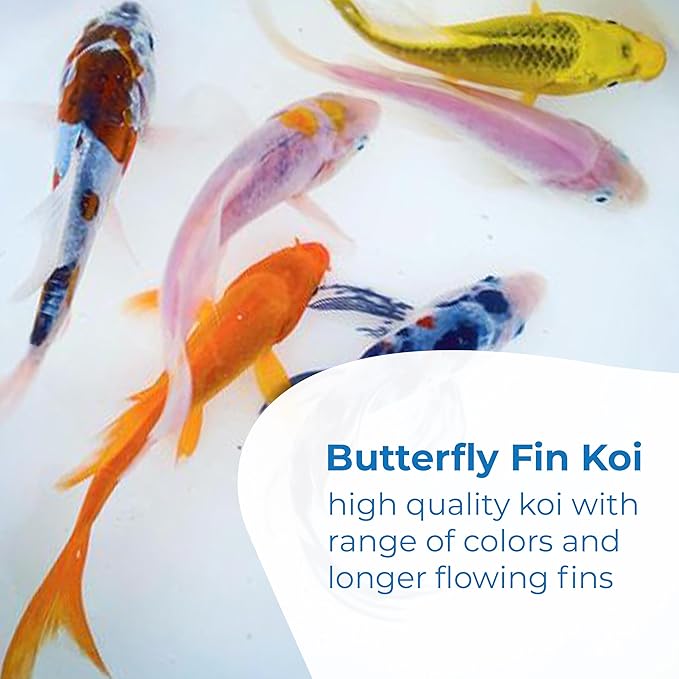 Toledo Goldfish Butterfly Fin Koi, Variety of Colors and Patterns - Perfect for Ponds or Aquariums - 3-4 Inches, 50 Count