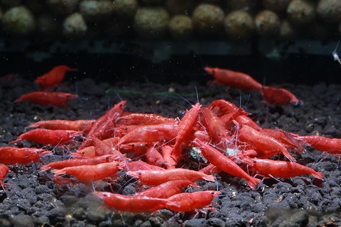 Live Freshwater Aquarium Shrimp - Neocaridina (Painted Fire Red, 10 Pack)