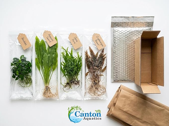 Live Aquarium Plants Essential Bundle 4 Pack for Up to 10 Gallon Tanks, Assorted Freshwater Plants for Aquascaping
