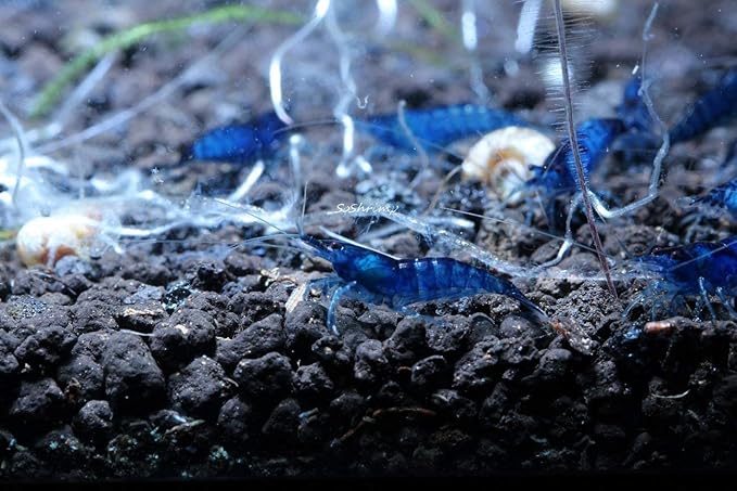 Live Freshwater Aquarium Shrimp - Neocaridina (Blue Dream, 5 Pack)
