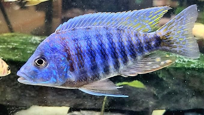 S&C AQUATICS MINI Beefheart & Soft BIT Mix,Beef Heart,Discus Food,Angel Fish Food,Cichlids (8oz - 1/2 lb.) - A8