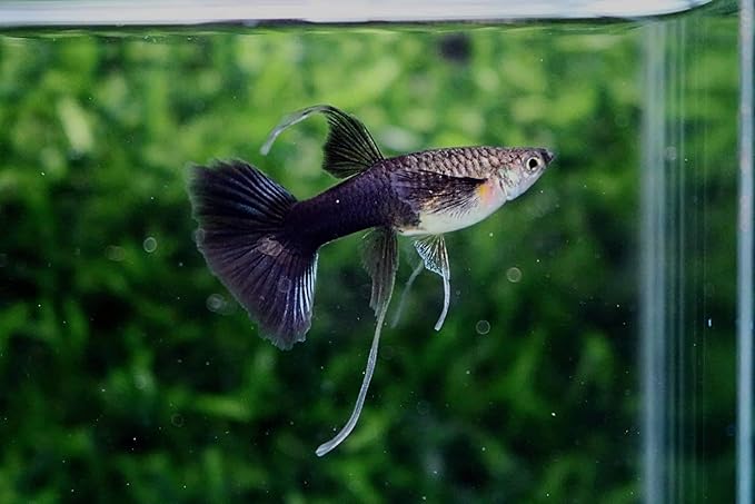 D&A Tropical Half Black Blue Ribbons Fin C Guppies - Live Freshwater Trio (1 Male, 2 Female) for Aquarium