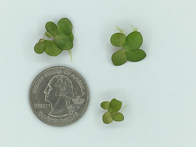 Giant Duckweed, Spirodela polyrhiza, Live Aquarium/Aquatic/Freshwater/Floating/Pond Plant, Planted Tank, Aquascaping by Aquarium Plant Center (30 Plants)