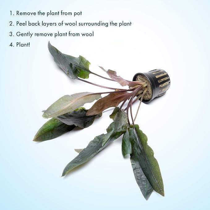 SubstrateSource Cryptocoryne Live Aquarium Plants - Freshwater Plant for Aquariums, Planted Fish Tanks - Beginner Friendly (Undulatus Hybrid, 3 Pots (15-20 Plants))