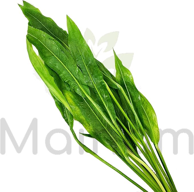 Mainam Echinodorus Amazonicus Amazon Sword Plant Bundle Tall Live Aquarium Plants Freshwater Background Fish Tank Decorations