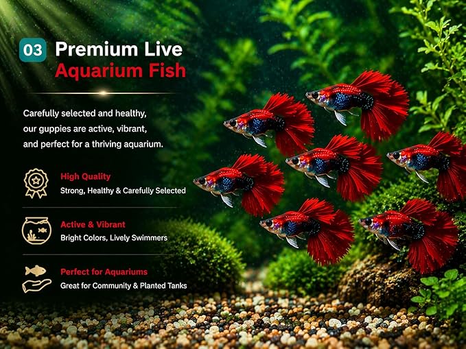 9+ HB Red Rose Halfmoon Guppy Live Aquarium Fish Tropical Freshwater Guppies for Community and Planted Tanks Active Ornamental Live Fish with Live Arrival Guarantee