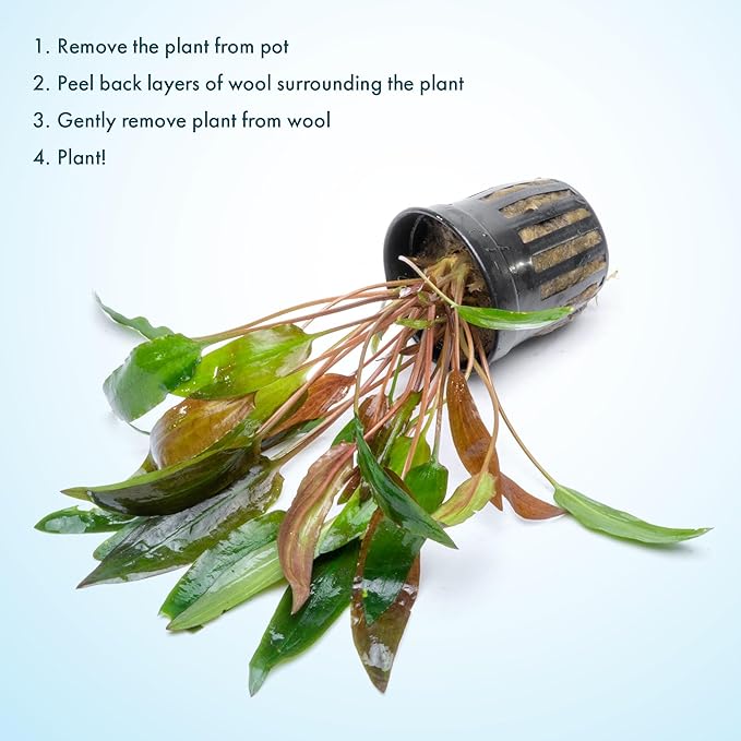 SubstrateSource Cryptocoryne Live Aquarium Plants - Freshwater Plant for Aquariums, Planted Fish Tanks - Beginner Friendly (Affinis Red, 1 Pot (3-5 Plants))