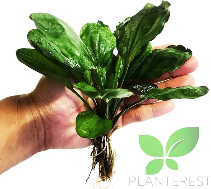 Echinodorus Hadi Red Pearl Potted Tropical Live Aquarium Plants Decorations for Fish Tank BUY2GET1FREE Healthy Enviroment Low Maintenance
