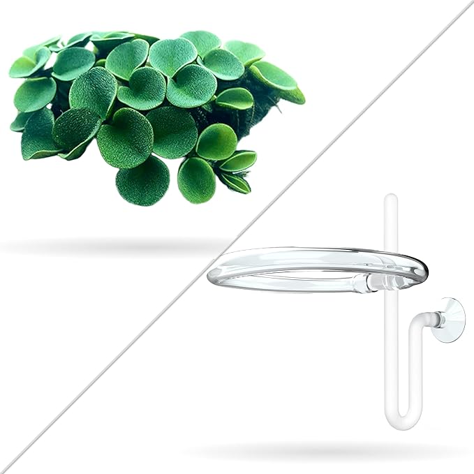 Aquarigram 50+ Leaves Velvet Water Spangles (+Mystery Plant) Live Aquatic Floating Plant for Aquarium (salvinia cucullata) Plants + Invisible Feeding Ring
