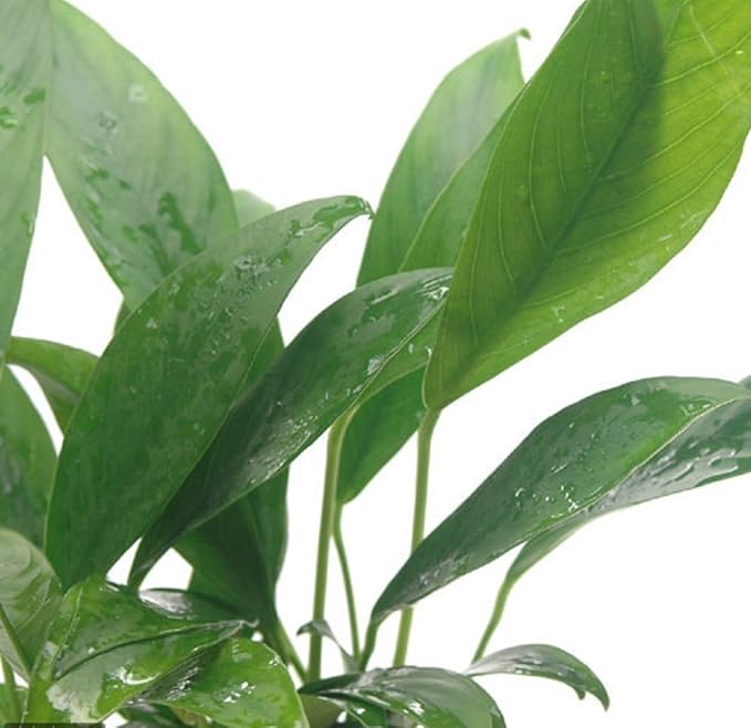 Anubias Congensis Live Aquatic Potted Plant for Aquarium Freshwater Fish Tank by Greenpro