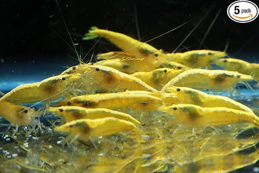Live Freshwater Aquarium Shrimp - Neocaridina (Neon Yellow, 5 Pack)