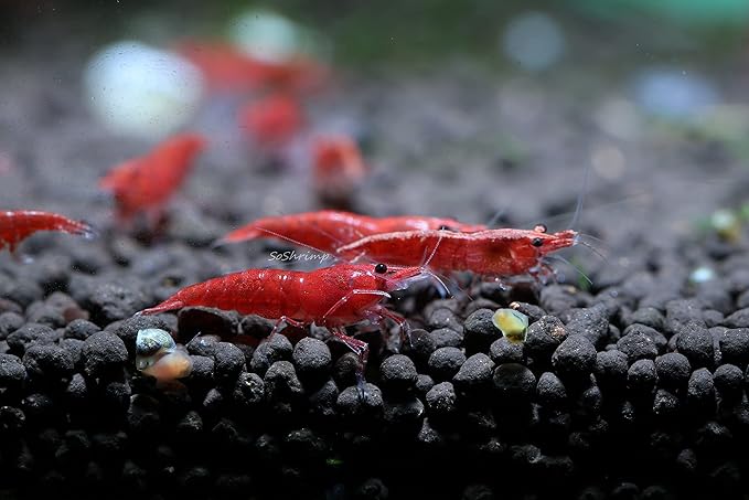 Live Freshwater Aquarium Shrimp - Neocaridina (Red Cherry, 10 Pack)
