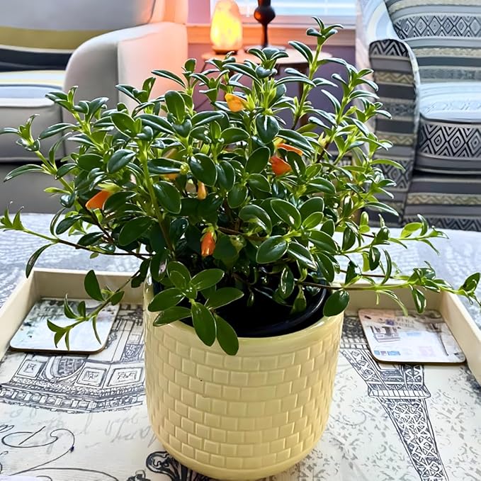 Trailing Goldfish Plants Live Houseplants | Live Columnea Nematanthus in 4-Inch Pot | Colorful Trailing Goldfish Plant for Indoors | Perfect for Tables & Home Décor | Ideal Gift for Plant Lovers