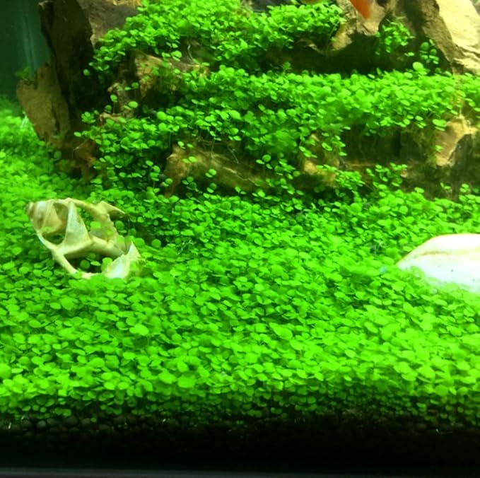 Hewnda 2 LB to Complete Freshwater Planted Aquarium Substrate,Aquatic Plant Cultivation Medium