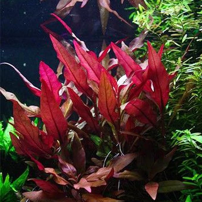 3xAlternanthera Lilacina Plants, Live Aquarium Plant | Deep Purple & Red Aquatic Stem Plant for Stunning Aquascapes