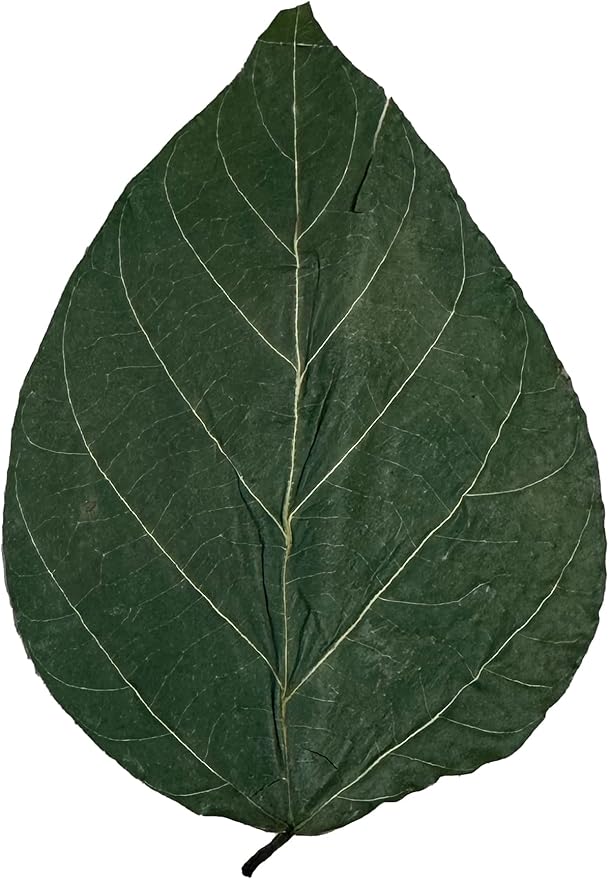 Awesome Aquatic Dadap Leaves Premium Leaf Food for Shrimp Crayfish Crabs Snails Ancistrus and More High Calcium/Protein Levels with Essential Vitamins Minerals Amino Acids Trace Elements (Dadap 10 Pk)