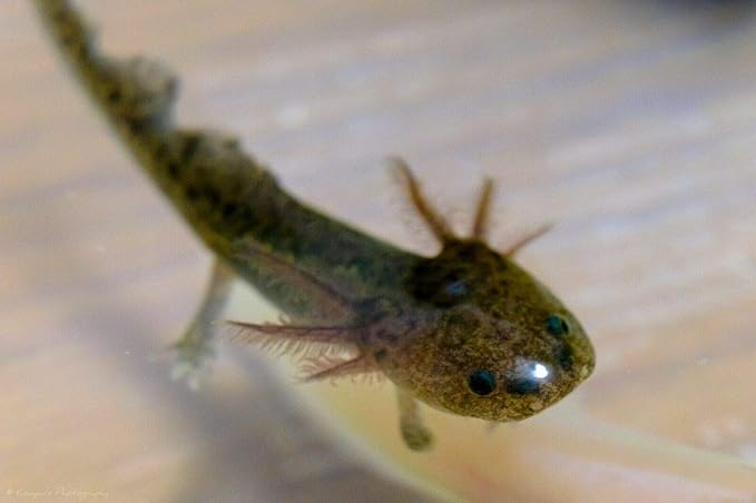 Juvenile Axolotl Soft Food PELLETS 2.4mm,Salamander,Frog,Newts,A282-6oz