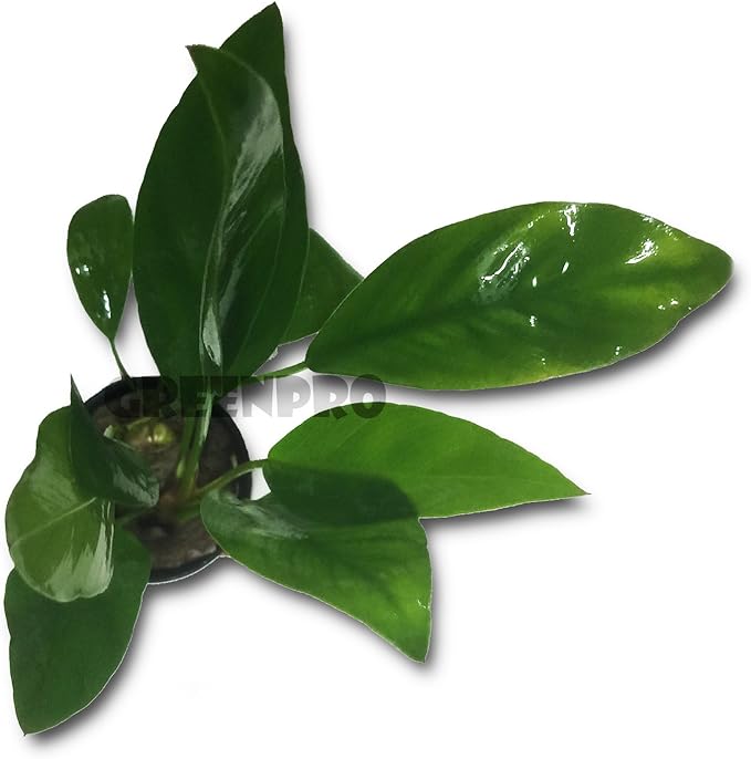 Anubias Congensis Live Aquatic Potted Plant for Aquarium Freshwater Fish Tank by Greenpro