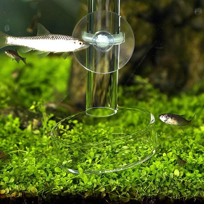 Fish Tank Feeding Bowl Dish Tray Feeder Aquarium Shrimp Glass - A