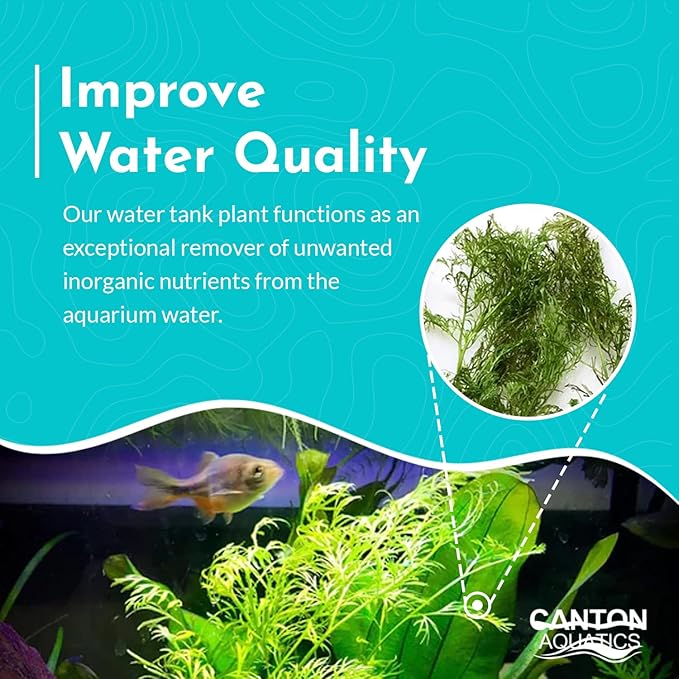 Water Sprite (Indian Fern) - Live Aquarium Plant - Freshwater - Low-Medium Light