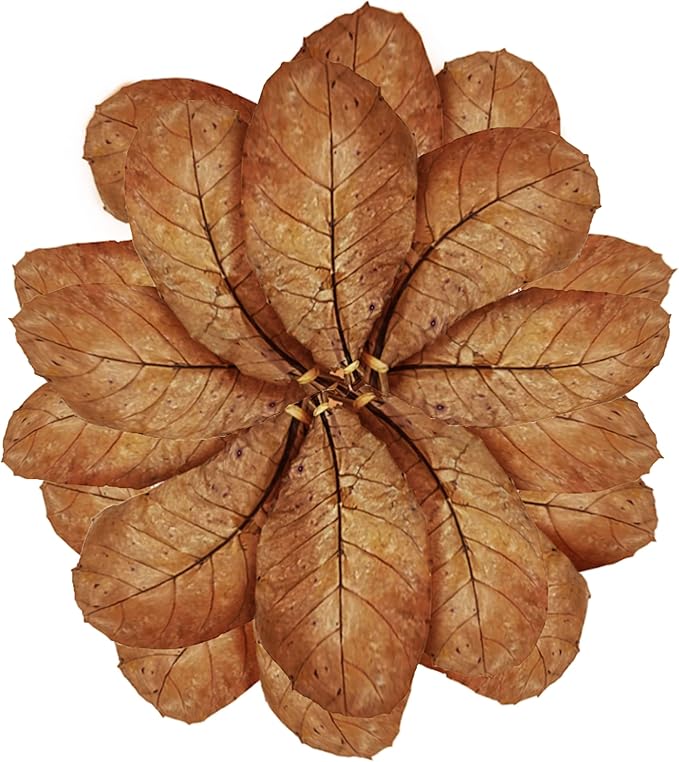 SunGrow 20 Pcs Large Catappa Indian Almond Leaves for Fish Aquarium Tank, 7-8 Inches, Leaf for Successful Breeding & Creating Rainforest Environment, Water Conditioner Leaves for Shrimps, Betta