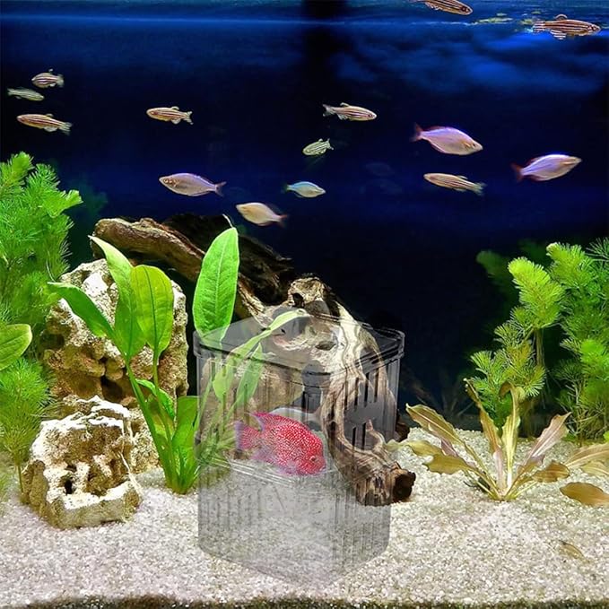 Fish Box, Fish Breeding Box Juvenile Breeding Aquarium Plastic Small