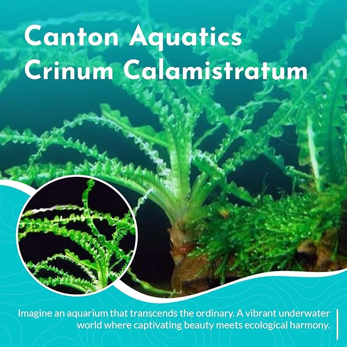 Live Aquarium Crinum Calamistratum Plants - Improve Water Quality - Promotes Aquatic Breeding - Fast Growth, Long Lasting & Easy to Care - 3 Crinum Calamistratum Plants, Green