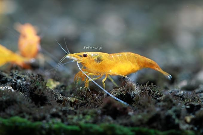 Live Freshwater Aquarium Shrimp - Neocaridina (Orange Sunkist, 10 Pack)