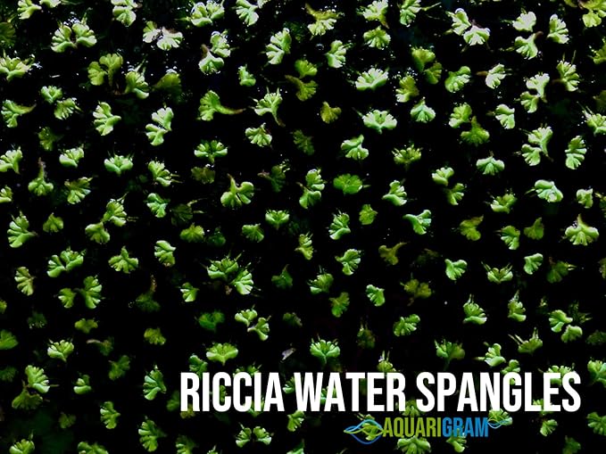 Aquarigram Rare Floating Plant Combo (Velvet Water Spangles, Riccia Water Spangles, Giant Duckweed) + Invisible Feeding Ring