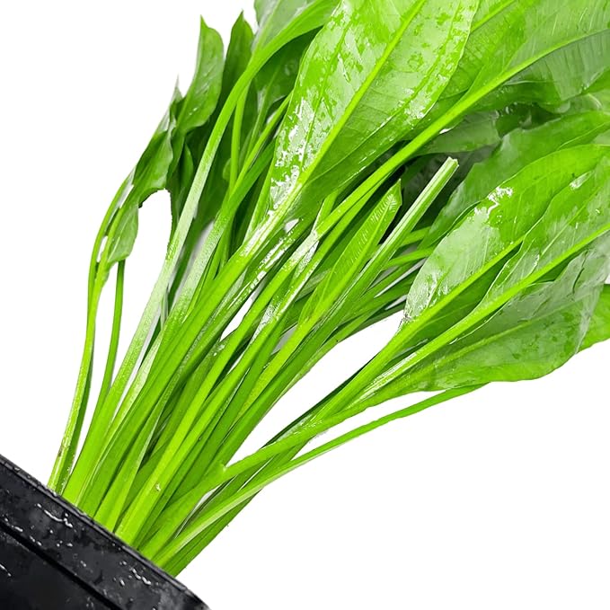 Amazon Sword Echinodorus Bleheri XXL Mother Pot Live Aquarium Plant Decorations