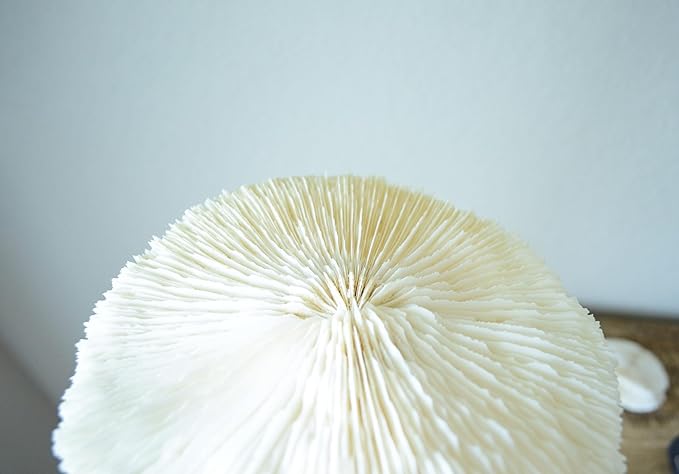 5 White Mushroom Sea Coral – Real 1-2" Mushroom Coral Pieces for Aquarium Décor, Beach Theme, Ocean Crafts & Coastal Home Decor