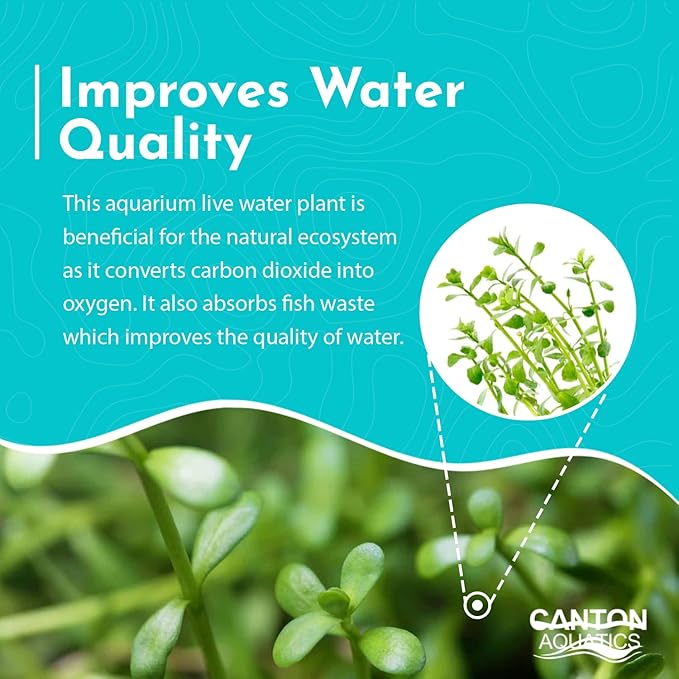 Moneywort Bacopa Monnieri Live Aquarium Plant Stem Bundle Freshwater Easy Beginner Background Plant - Low-Medium Light