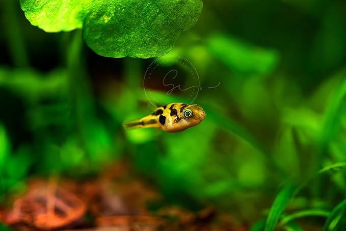 Swimming Creatures 3 Dwarf Pea Puffer Jenvnies 0.5" & up (Carinotetraodon Travancoricus) Freshwater Aquarium Fish Live Arrival Guarantee.