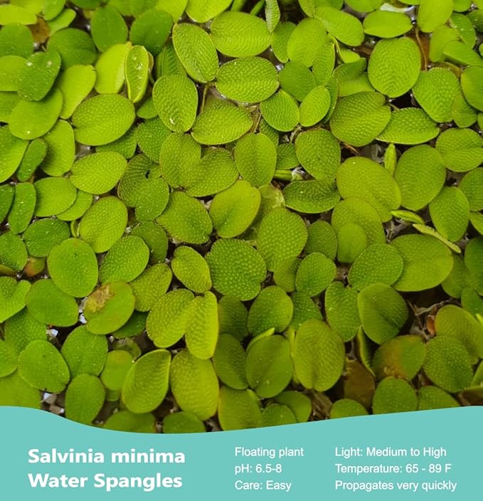 60+ Leaves Water Spangles - Salvinia Minima Floating Live Aquarium Plants