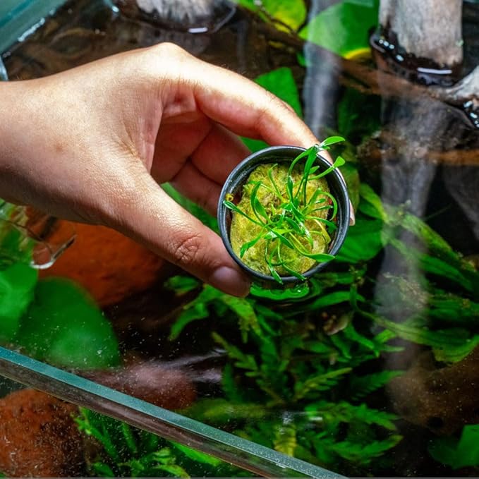SubstrateSource Cryptocoryne Live Aquarium Plants - Freshwater Plant for Aquariums, Planted Fish Tanks - Beginner Friendly (Parva, 1 Pot (3-5 Plants))